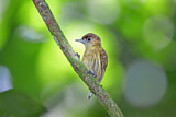 Image. Olivaceous Piculet