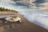Image. Olive Ridley Sea Turtle