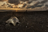 Image. Olive Ridley Sea Turtle