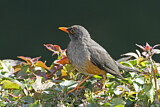 Image. Olive Thrush