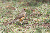 Image. Olive Thrush