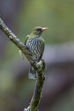 Image. Olive-backed Oriole