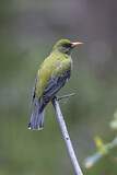 Image. Olive-backed Oriole