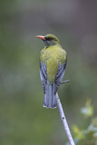 Image. Olive-backed Oriole