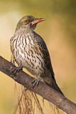 Image. Olive-backed Oriole
