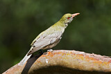 Image. Olive-backed Oriole