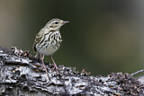 Image. Olive-backed Pipit