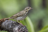 Image. Olive-backed Pipit