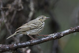 Image. Olive-backed Pipit