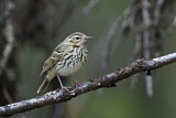 Image. Olive-backed Pipit