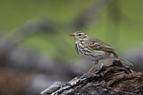 Image. Olive-backed Pipit