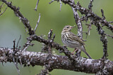 Image. Olive-backed Pipit