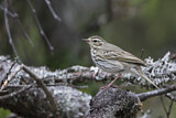 Image. Olive-backed Pipit