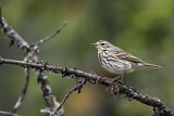 Image. Olive-backed Pipit