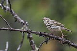 Image. Olive-backed Pipit