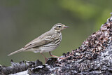 Image. Olive-backed Pipit