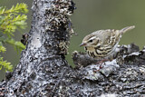 Image. Olive-backed Pipit