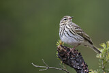 Image. Olive-backed Pipit