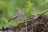 Image. Olive-backed Pipit