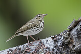 Image. Olive-backed Pipit