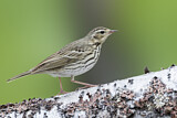Image. Olive-backed Pipit