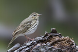 Image. Olive-backed Pipit