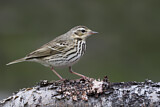 Image. Olive-backed Pipit