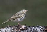 Image. Olive-backed Pipit