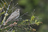 Image. Olive-backed Pipit