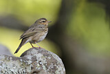 Image. Olive-backed Pipit