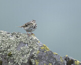 Image. Olive-backed Pipit