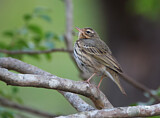 Image. Olive-backed Pipit