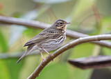 Image. Olive-backed Pipit