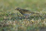 Image. Olive-backed Pipit