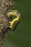 Image. Olive-backed Sunbird