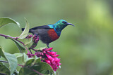 Image. Olive-bellied Sunbird