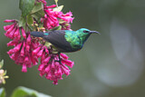 Image. Olive-bellied Sunbird