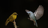 Image. Olive-green Tanager & Azure-shouldered Tanager