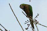 Image. Olive-throated Parakeet