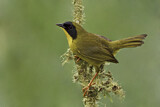 Image. Olivscheitel-Gelbkehlchen