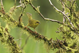 Image. Olivscheitel-Gelbkehlchen