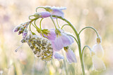 Image. Orange Tip