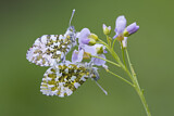 Image. Orange Tip