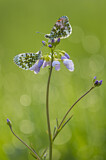 Image. Orange Tip