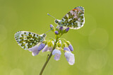 Image. Orange Tip