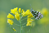 Image. Orange Tip