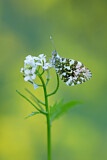 Image. Orange Tip