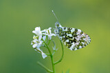 Image. Orange Tip
