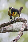 Image. Orange-Tupfenbartvogel