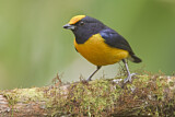 Image. Orange-bellied Euphonia